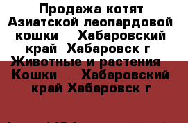 Продажа котят Азиатской леопардовой кошки. - Хабаровский край, Хабаровск г. Животные и растения » Кошки   . Хабаровский край,Хабаровск г.